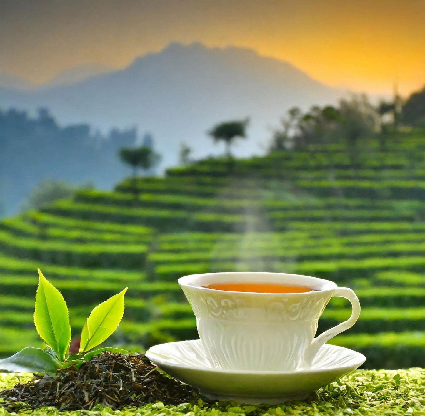 Kangra Premium Fine Tea