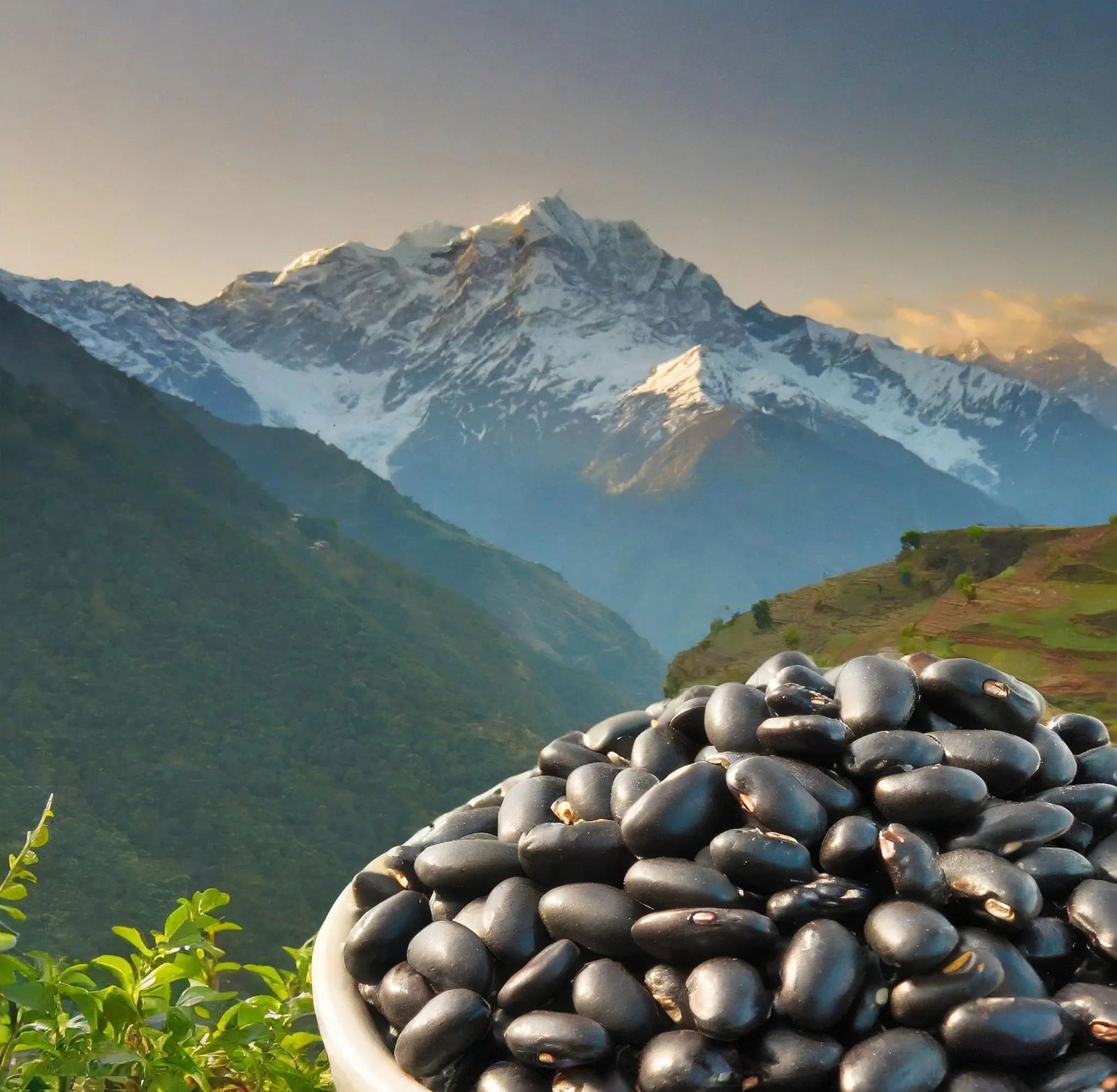 Pahadi Purple Rajma | Barot Valley | Himalayan Kidney Beans