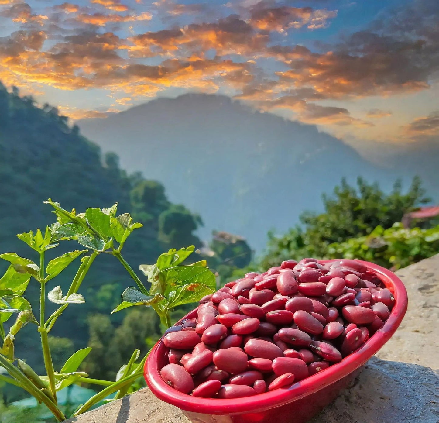 Pahadi Red Rajma | Barot Valley | Himalayan Kidney Beans