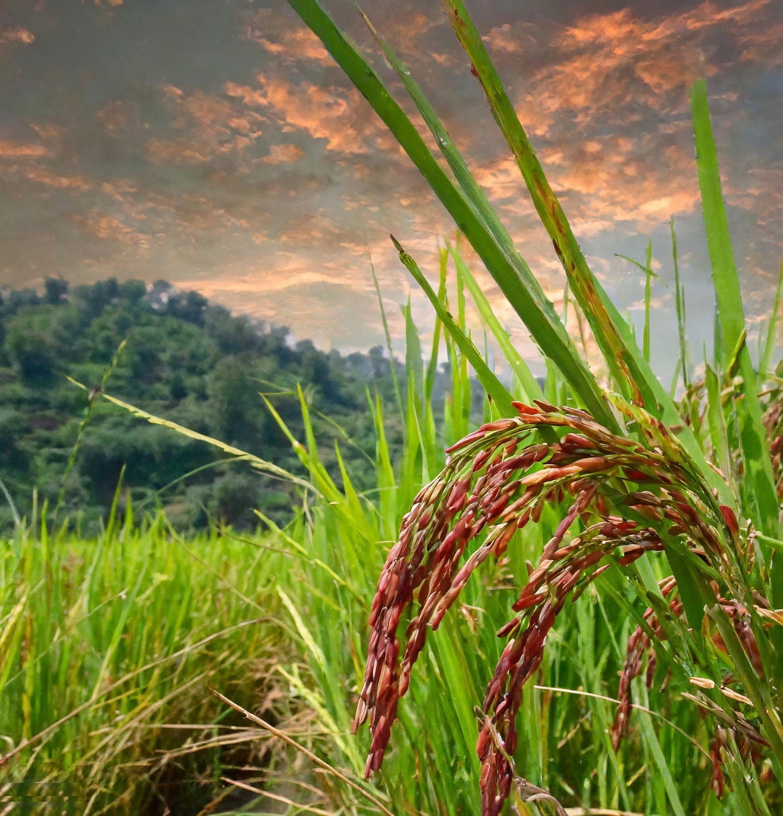 Pahadi Red Rice | Himalayan Red Rice