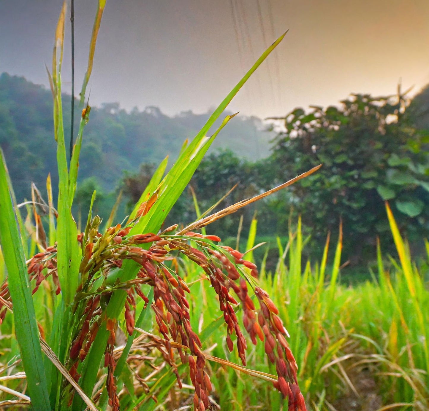 Pahadi Red Rice | Himalayan Red Rice